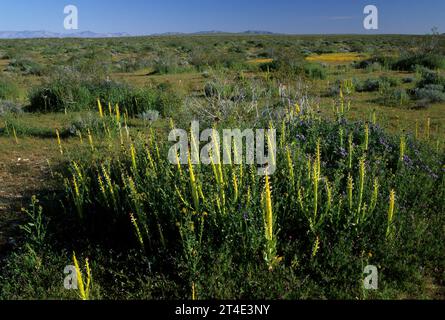 Desert candle, Desert Tortoise Natural Area, California Stock Photo