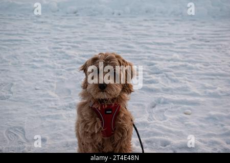 Australian Labradoodle Puppy, Apricot fur. Standing out in a winter landscape with frost on her nose. Stock Photo