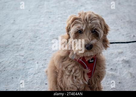 Australian Labradoodle Puppy Apricot colored fur. Winter landscape with deep snow. Stock Photo