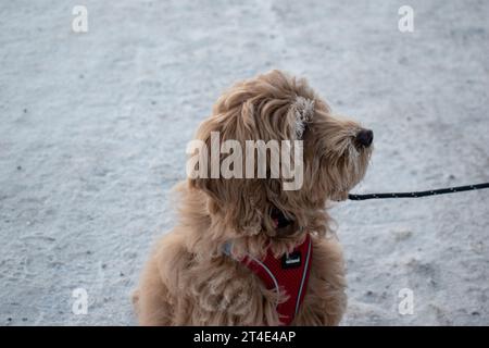 Australian Labradoodle Puppy Apricot colored fur. Winter landscape with deep snow. Stock Photo