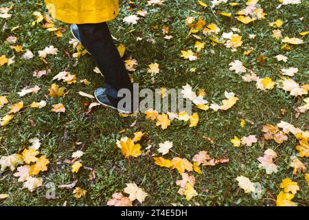 Feet in blue jeans and sneakers stand on fallen yellow leaves, top view. Autumn seasonal concept Stock Photo