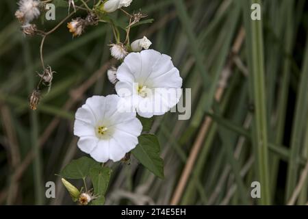 Bell flowers in bloom seen up close Stock Photo