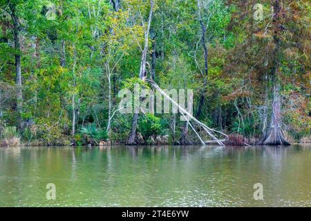 Trees on the shoreline of Lake Fausse Pointe with bald cypress and palmetto Stock Photo