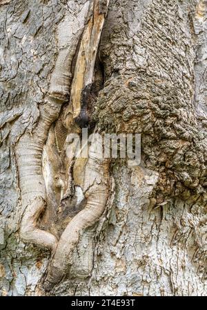 Knobby weathered bark of an old tree Stock Photo