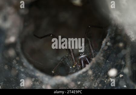 Tube Web Spider, Segestria florentina, On Its Web With Legs Extended Waiting For Prey, New Forest UK Stock Photo