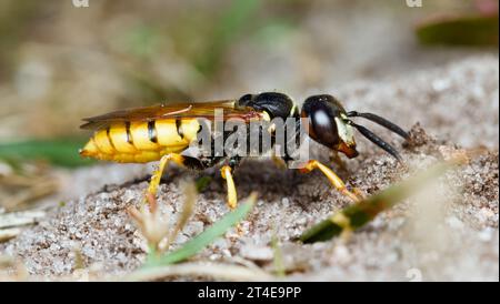 Female Bee Wolf, Philanthus triangulum, Excavating, Digging A Nest Burrow In The Sand, Blashford Lakes UK Stock Photo