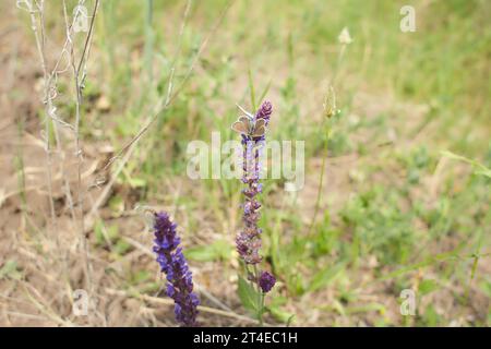 Purple flowers of Woodland sage, Common sage with butterfly in the garden. Summer and spring time. Stock Photo