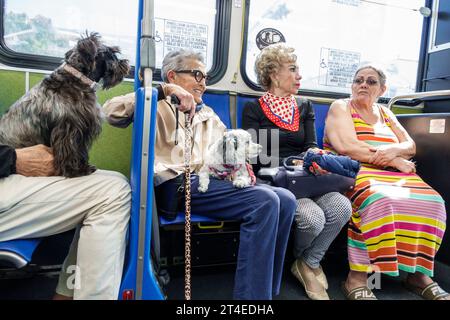 Miami Beach Florida,Miami-Dade Metrobus,public bus transportation,inside interior sitting passengers riders pet dog,woman women lady female,adult,resi Stock Photo