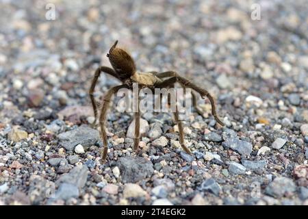 Desert Tarantula, Aphonopelma chalcodes. Photo taken in Death Valley National Park, California, USA. Stock Photo