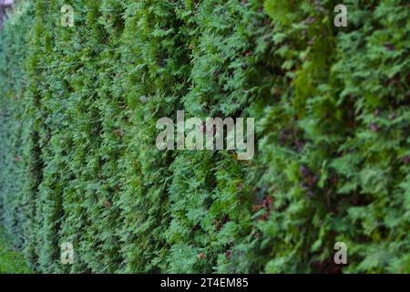 Thuja hedge texture. Gardening hedge background. Selective focus. Stock Photo