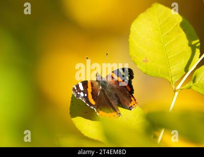 Berlin, Germany. 30th Oct, 2023. A butterfly of the species Admiral (vanessa atalanta) sits in the sun on a green leaf. Credit: Soeren Stache/dpa/Alamy Live News Stock Photo
