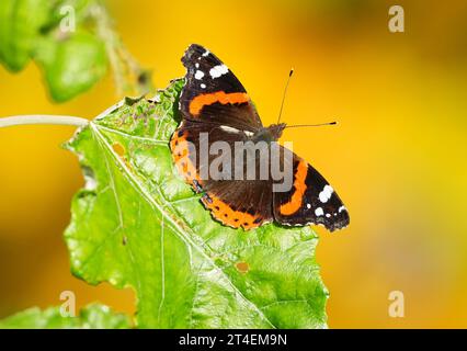 Berlin, Germany. 30th Oct, 2023. A butterfly of the species Admiral (vanessa atalanta) sits in the sun on a green leaf. Credit: Soeren Stache/dpa/Alamy Live News Stock Photo