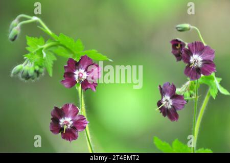 In the wild in the spring forest Geranium phaeum blooms Stock Photo
