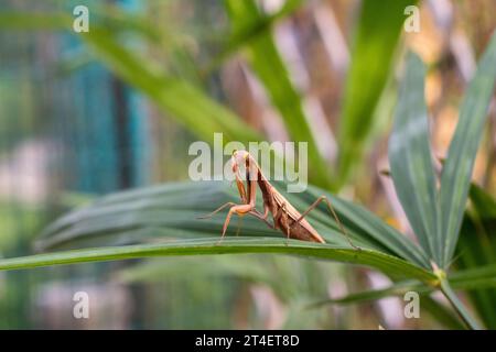 Praying mantis on the leaves of a palm tree. In defensive posture, threat display. Stock Photo