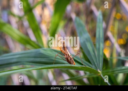 Praying mantis on the leaves of a palm tree. In defensive posture, threat display. Stock Photo