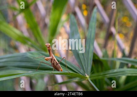 Praying mantis on the leaves of a palm tree. In defensive posture, threat display. Stock Photo