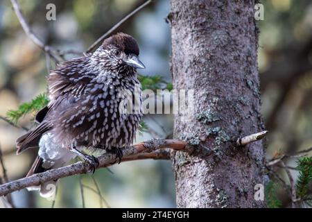 Portrait of a eurasian nutcracker bird on a branch of a tree, Nucifraga caryocatactes Stock Photo