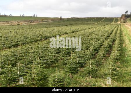 A plantation of young Nordmann fir Christmas Trees on a hillside near Brechin in Angus, Scotland. Stock Photo
