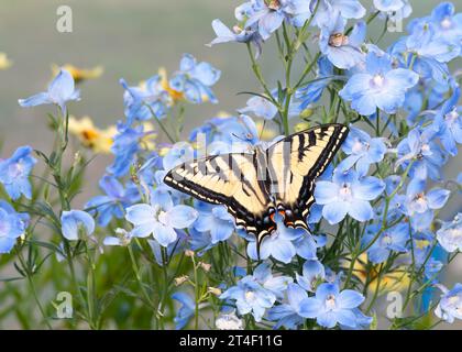 Macro of a western tiger swallowtail (Papilio rutulus) butterfly resting on dianthus flowers. Top view with wings spread open. Stock Photo