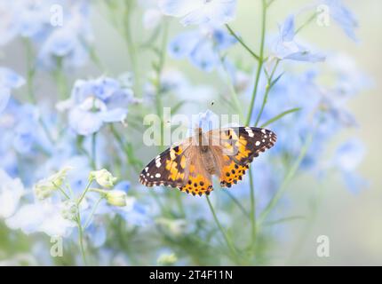 Macro of a painted lady butterfly (vanessa cardui) resting on blue  delphinium flowers. Top view with wings spread open. Stock Photo