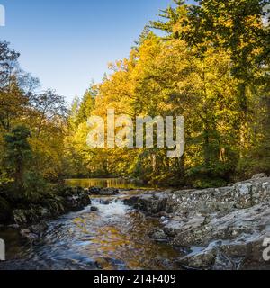 Looking up the Afon Llugwy in autumn from the bottom of Pont-y-Pair Bridge in Betws-y-Coed. Stock Photo