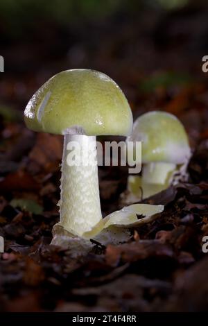 The Death Cap, Amanita phalloides, is responsible for a significant number of poisonings around the world, leading to death in 25 to 50% of cases Stock Photo