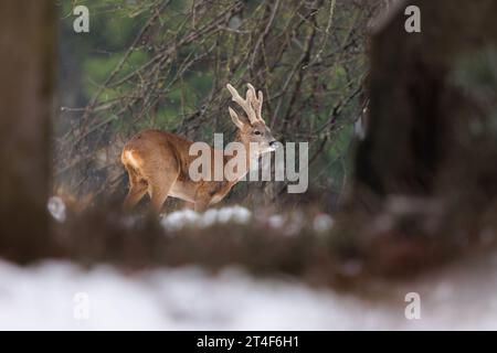 Large buck with velvet covered antlers in snowy cemetery environment Stock Photo