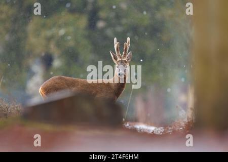 Large buck with velvet covered antlers in snowy cemetery environment Stock Photo