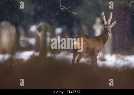 Large buck with velvet covered antlers in snowy cemetery environment Stock Photo