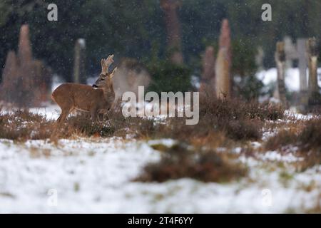 Large buck with velvet covered antlers in snowy cemetery environment Stock Photo