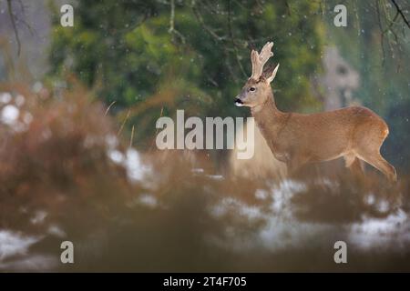 Large buck with velvet covered antlers in snowy cemetery environment Stock Photo