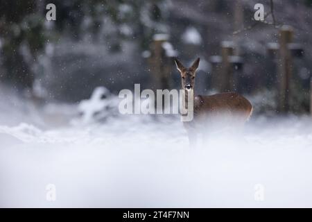 Roe deer in falling snow in cemetery environment Stock Photo