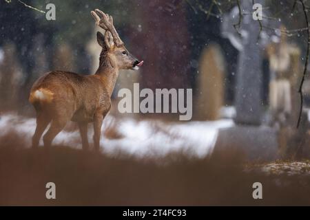 Large buck with velvet covered antlers in snowy cemetery environment Stock Photo