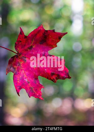 Red Maple leaf in fall Stock Photo