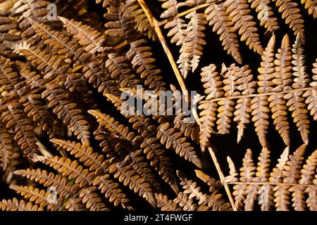 Autumn gold color of fern leaves along Mt. Bigelow Road on Mount Lemmon in close up macro detail against black shadow background Stock Photo