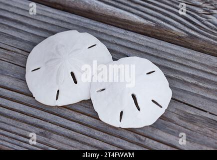 Close up of Two White skeletons of a Sand Dollar on Weathered Wood Stock Photo