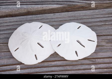 Close up of Two White skeletons of a Sand Dollar on Weathered Wood Stock Photo