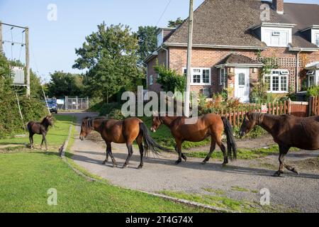 New Forest native wild ponies in the Hampshire village of Minstead walking past village homes houses,England,U Stock Photo