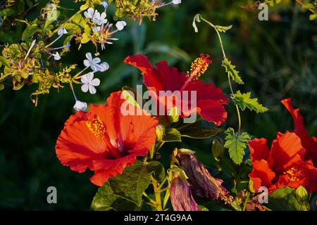 Red hibiscus flowers, in Attica, Greece Stock Photo