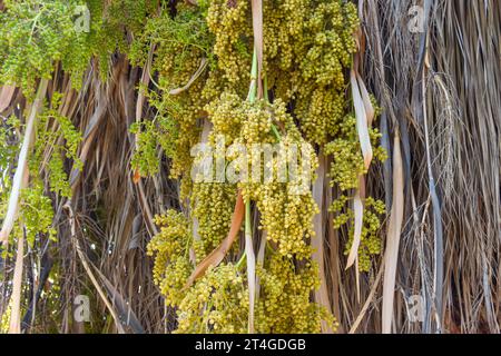 Washingtonia filifera palm the cobs of the branch with ripening seeds hang down Stock Photo