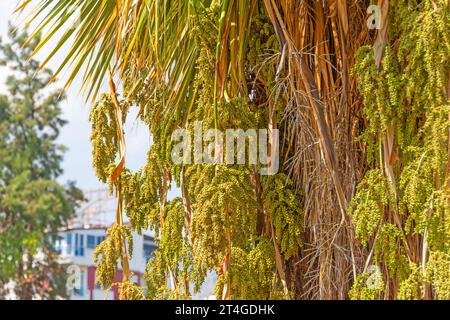 Washingtonia filifera palm the cobs of the branch with ripening seeds hang down Stock Photo