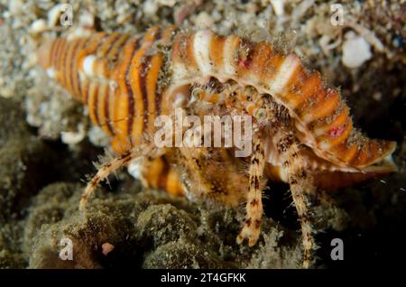 Suberites domuncula is a sea sponge that grows on a gastropoda shell  inhabited for a hermit crab Stock Photo - Alamy