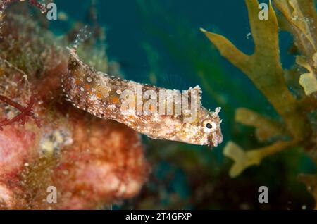 Highfin Fangblenny, Petroscirtes mitratus, Malawi Wreck dive site, Lembeh Straits, Sulawesi, Indonesia Stock Photo