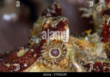 Horrid Stonefish, Synanceia horrida, Nudi Retreat dive site, Lembeh Straits, Sulawesi, Indonesia Stock Photo