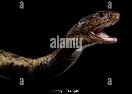Rinkhals cobra (Hemachatus haemachatus) Stock Photo