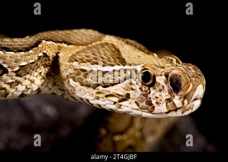 Russel's Viper (Daboia russelii) Stock Photo