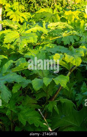 Heracleum sosnovskyi big poison plant blooming. Medicinal plant Common Hogweed Heracleum sphondylium. Stock Photo