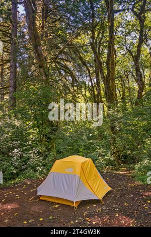 Red alder trees, tent at campsite, Hebo Lake Campground, Siuslaw National Forest, Oregon Coast Range, Oregon, USA Stock Photo