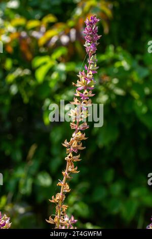 Deep violet-blue flowers, Salvia nemorosa Ostfriesland. Tall purple flower . Salvia, Nepeta. Balkan Clary - Salvia sylvestris. Stock Photo