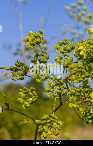 Pastinaca sativa subsp. urens, Pastinaca umbrosa, Apiaceae. Wild plant shot in summer. Stock Photo
